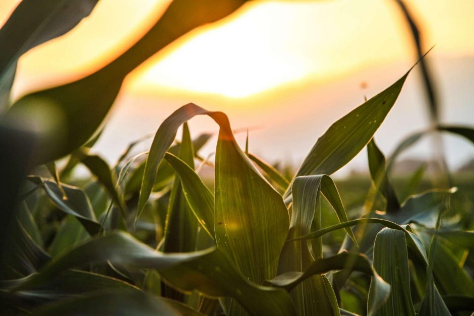 Corn Fields